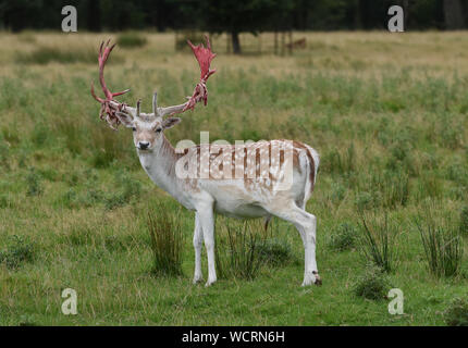 Oh deer! Ein damwild buck Suche ein wenig gory nach Shedding die samtene Haut, die von seinem Geweih in der Vorbereitung für die brunftzeit an an Stockfoto