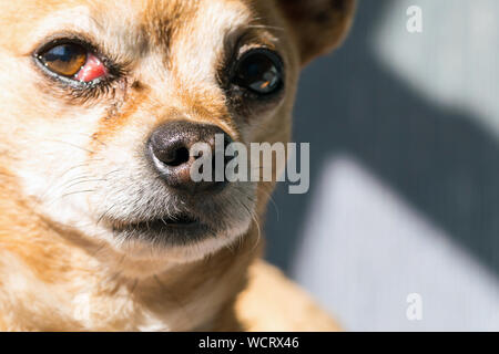 Nahaufnahme von Hund Nase und Mund, Schnurrhaare und Schnauze in Makro Detail Stockfoto