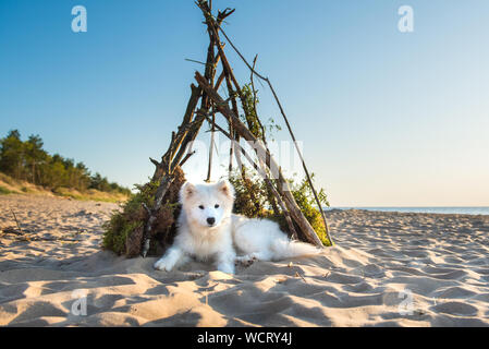 Weißer hund Samojeden sitzt in einem Doghouse am Ufer des Meeres Stockfoto