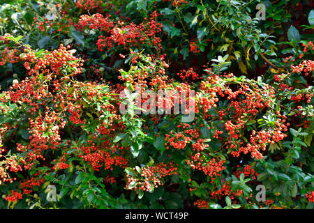 Rote Beeren der Cotoneaster wachsenden Strauch, verwandte Gattung pyrancantas Stockfoto