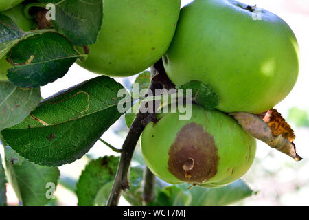 Äpfel wachsen in Baum mit zwei gute und eine Qual mit den Apfelwickler Stockfoto