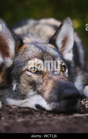 Vertikale Nahaufnahme eines Yamnuska-Wolfshundes, der sich darauf legt Der Boden Stockfoto