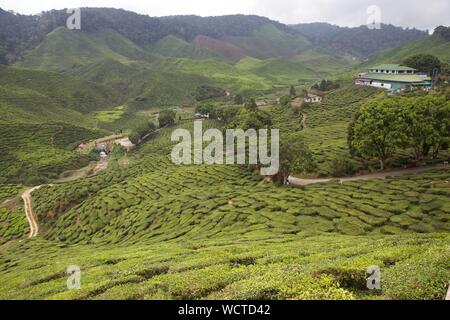 Bharat Tee Immobilien, Cameron Highlands, Malaysia: Stockfoto