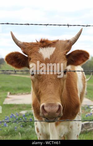 Junge Texas Longhorn Kalb Schauen durch einen Stacheldraht zaun in Bluebonnets Stockfoto