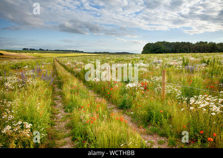 Wilde Blumenwiese mit Track und Stacheldrahtzaun. Natürliche Landschaft mit wunderschönen Blüten in langen Gras. Blauer Himmel und Wolken im Sommer. Stockfoto