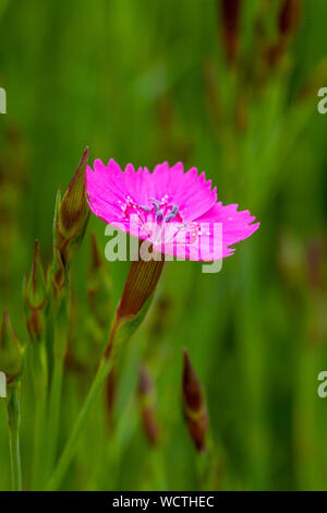 Dianthus Canescens hell rosa Blume mit grünem Laub und flache Tiefenschärfe Stockfoto