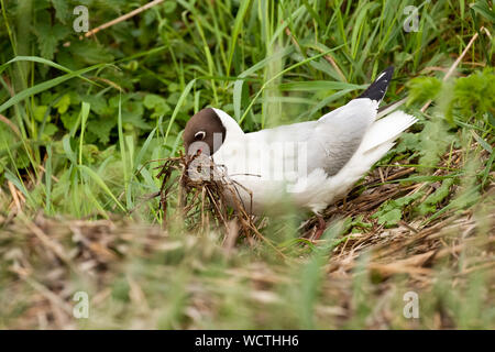 Schwarze Leitung Möwe ein Nest in der Nähe der Aufbau mit Zweigen in den Schnabel. Vogel Stockfoto