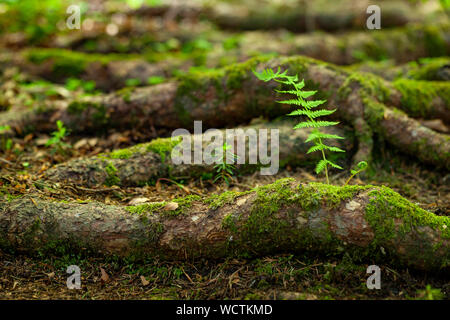 Die jungen grünen sprouth, genannt Thelypteris palustris, Aufgewachsen auf einem Bemoosten Lkw auf einem waldboden Stockfoto