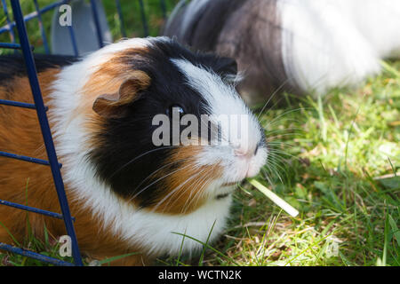 Meerschweinchen unter einem Draht-einzäunung im Gras eines Gartens Stockfoto