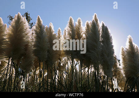 Pampas Gras (Cortaderia selloana) wächst in den Parco Archeologico, Volterra, Toskana Stockfoto