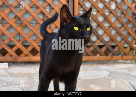 Eine schlanke, schöne schwarze Kurzhaar streunende Katze in Athen, Griechenland. Stockfoto