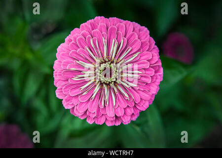 Eine rosa Zinnia Blume ausgeschnitten, New Jersey, NJ, USA, ungewöhnliche Nahaufnahme Blumen isoliert Botanicals, jährliche Blumen ausgeschnitten einjährige Zinnien Stockfoto