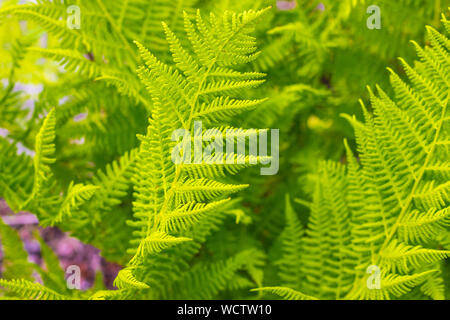 Grünen Farnblätter wächst im Wald. Eine sehr schöne Pflanze, die wächst, eine sehr lange Zeit auf diesem Planeten. Stockfoto