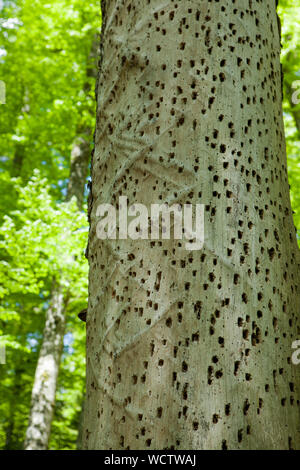 Baumstamm mit Leiterbahnen und Bohrungen eines Holz Wurm in eine geometrische Form in einem üppigen Wald Stockfoto