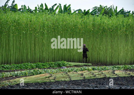 Ein Landwirt sammelt Jute Stengel aus den Feldern. Bangladesch produziert 80 Prozent der hochwertige Jute der Welt. Narail, Jessore, Bangladesch. 31. Juli 2011. Stockfoto