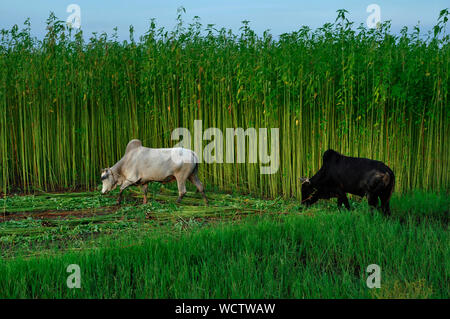 Stiere grasen in der Nähe der Jute Feld. Achtzig Prozent der hochwertige Jute der Welt wächst in Bangladesch. Narail, Jessore, Bangladesch. 31. Juli 2011. . Stockfoto