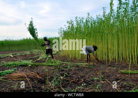 Landwirte sammeln Jute Stengel aus den Feldern. Achtzig Prozent der hochwertige Jute der Welt wächst in Bangladesch. Narail, Jessore, Bangladesch. 31. Juli 2011. Stockfoto