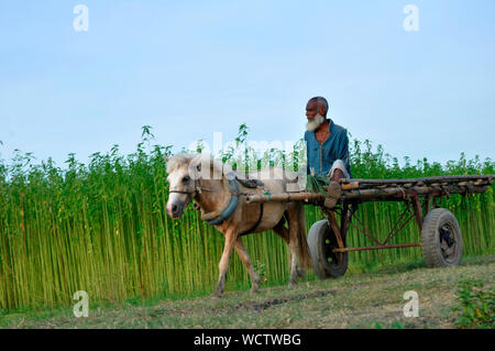 Ein älterer Mann reitet ein Eselskarren durch die Seite eines Jute Feld. Achtzig Prozent der hochwertige Jute der Welt wächst in Bangladesch. Narail, Jessore, Bangladesch. 31. Juli 2011. Stockfoto