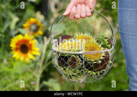 Helianthus annuus. Sonnenblume seedheads gesammelt in einem Korb für die Trocknung in einem inländischen Garten Stockfoto