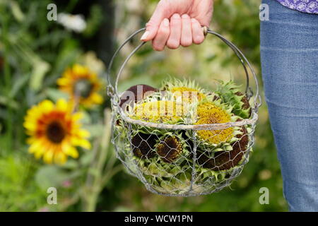 Helianthus annuus. Sonnenblume seedheads durch weibliche Gärtner in einem Korb durchgeführt für das Trocknen. Inlandsflüge Großbritannien Garten Stockfoto