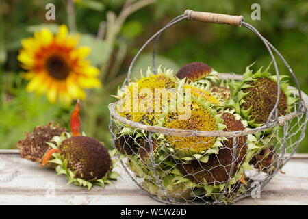 Helianthus annuus. Sonnenblume seedheads gesammelt in einem Drahtkorb für die Trocknung Stockfoto