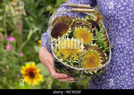 Helianthus annuus. Sonnenblume seedheads gesammelt in einem Korb für die Trocknung in einem inländischen Garten Stockfoto