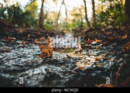 Selektive Nahaufnahme von abgefallenen Blättern, die mit Schmutz bedeckt sind Wasserpfützen Stockfoto
