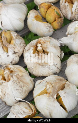 Allium ampeloprasum var. Ampeloprasum. Frisch Elefant Knoblauch Heilung (Trocknung) in einem gut belüfteten Ort im August geerntet. Stockfoto