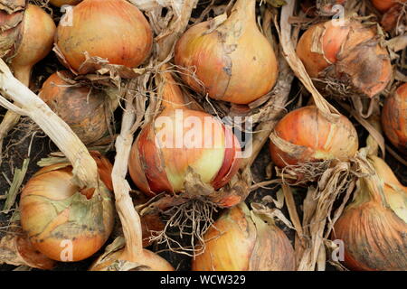 Allium cepa. Stuttgarter Zwiebeln trocknen (Heilung) in einem kühlen, dunklen Ort im Sommer. Großbritannien Stockfoto