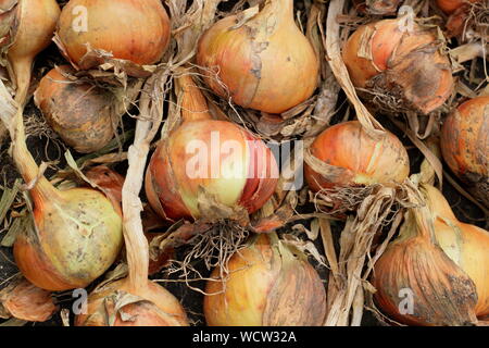 Allium cepa. Stuttgarter Zwiebeln trocknen (Heilung) in einem kühlen, dunklen Ort im Sommer. Großbritannien Stockfoto