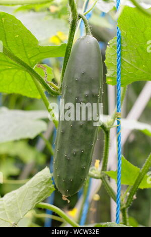 Cucumis sativus bin arketmore'. Gurken ausgebildet vertikal bis zu Strings in einem Glashaus wachsen. Großbritannien Stockfoto