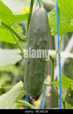 Cucumis sativus bin arketmore'. Gurken ausgebildet vertikal bis zu Strings in einem Glashaus wachsen. Großbritannien Stockfoto