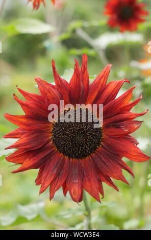 Helianthus annuus 'Velvet Queen' Sonnenblume angezeigte charakteristische Dunkelrote Blüten im August. Großbritannien Stockfoto