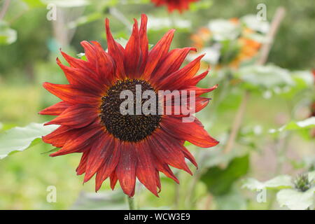 Sonnenblume. Helianthus annuus „Samte Königin“ Sonnenblume mit charakteristischen dunkelroten Blüten im August. UK Stockfoto