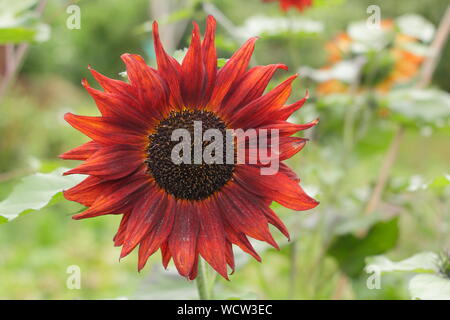 Helianthus annuus 'Velvet Queen' Sonnenblume angezeigte charakteristische Dunkelrote Blüten im August. Großbritannien Stockfoto