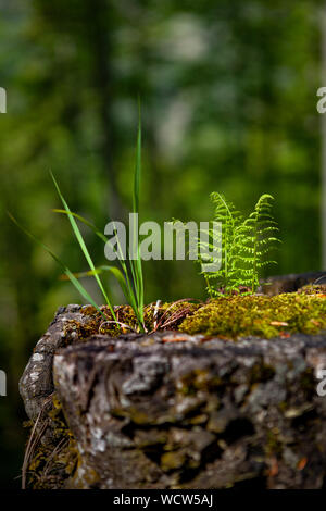 Die jungen grünen sprouth, genannt Thelypteris palustris, Aufgewachsen auf einem Bemoosten Lkw auf einem waldboden Stockfoto