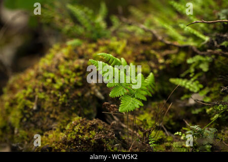 Die jungen grünen sprouth, genannt Thelypteris palustris, Aufgewachsen auf einem Bemoosten Lkw auf einem waldboden Stockfoto