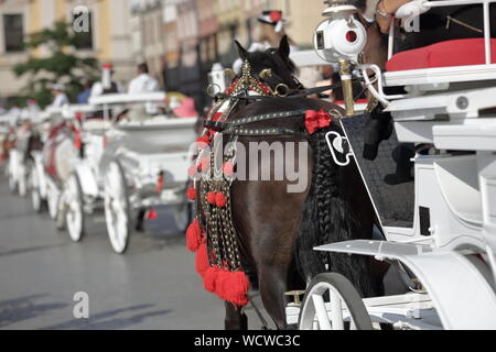 Schöne braune Pferd mit dekorativen bunten Kabelbaum in der Nähe, Reiten und weißen Wagen in Krakau, Polen, traditionelle touristische Attraktion Stockfoto