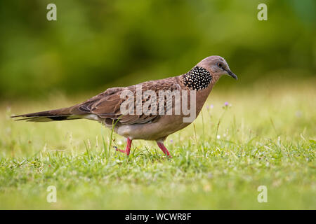 Gefleckte Taube - (Streptopelia chinensis kleine Spilopelia) Long-tailed Pigeon, auch bekannt als Berg Taube, pearl-necked Dove, lace-necked Dove oder spo Stockfoto