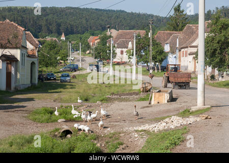 Hausgänse Beweidung auf dem Dorfplatz im Zentrum von Viscri, Siebenbürgen, Rumänien Stockfoto