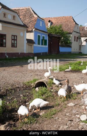 Hausgänse Beweidung auf dem Dorfplatz im Zentrum von Viscri, Siebenbürgen, Rumänien Stockfoto