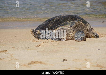 Hawaiian Green Sea Turtle auf Poipu Beach in Kauai Stockfoto