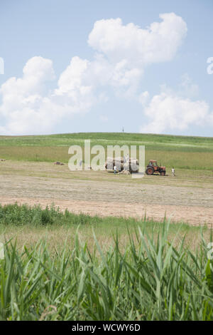 Menschen in einer abfallenden Wiese laden das Heu, das auf einem Anhänger von einem Traktor, Siebenbürgen, Rumänien gezogen Stockfoto