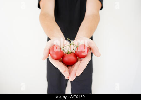 Rote Tomaten auf einem Zweig in der Hand auf weißem Hintergrund Stockfoto