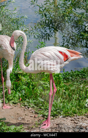 Mehr Flamingo (Phoenicopterus Roseus), Körper Porträt mit Sonnenlicht und mit grüner Vegetation Hintergrund Stockfoto