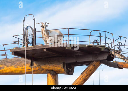 Armstrong, British Columbia/Kanada - Oktober 23, 2016: ein Ziegenbock steht auf den Bock zu Fuß Plattform an der Scheune Anmelden Stockfoto