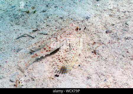 Orientalische Flying Gurnard - Meer Robbin - seltsame Fische Stockfoto