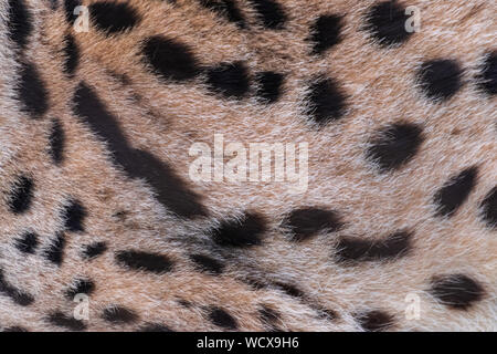 Serval cat (Leptailurus serval), in der Nähe der Pelz Textur Stockfoto