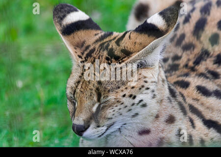 Serval cat (Leptailurus serval), sitzend auf der grünen Wiese, mit geschlossenen Augen, Kopf hoch Stockfoto