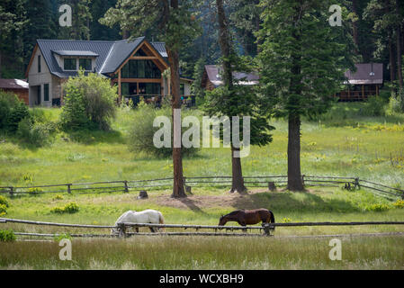 Pferde an den Minam River Lodge in Oregon Wallowa Mountains. Stockfoto